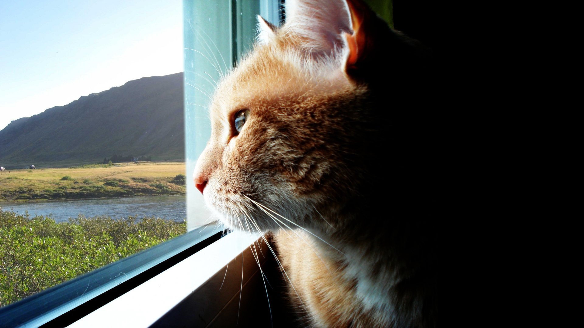 blick durchs fenster katzen rote katze natur tiere blick katzen