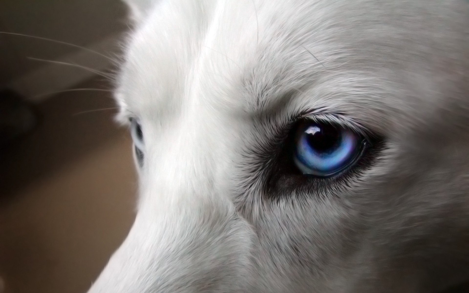 museau blanc yeux bleus chien chiens regard