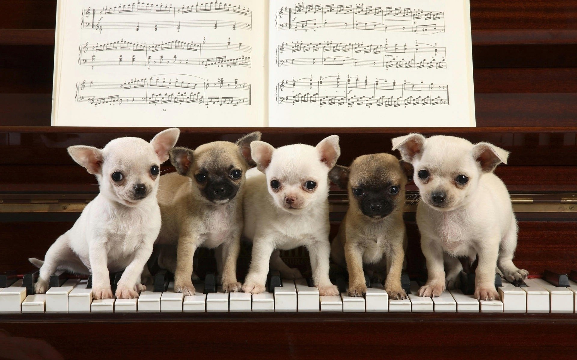 cachorros blancos piano teclas perros cachorros