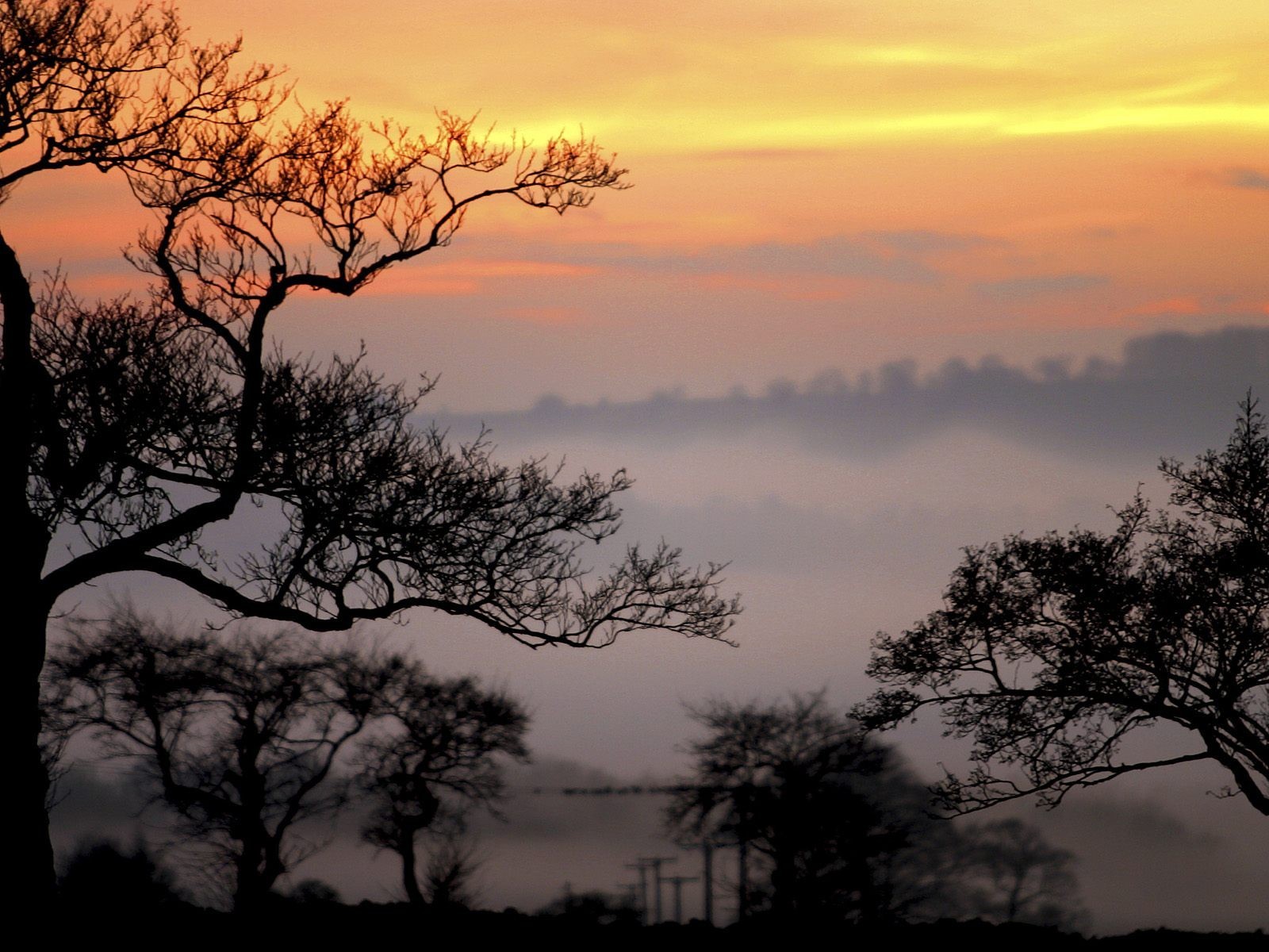 orange arbres ciel