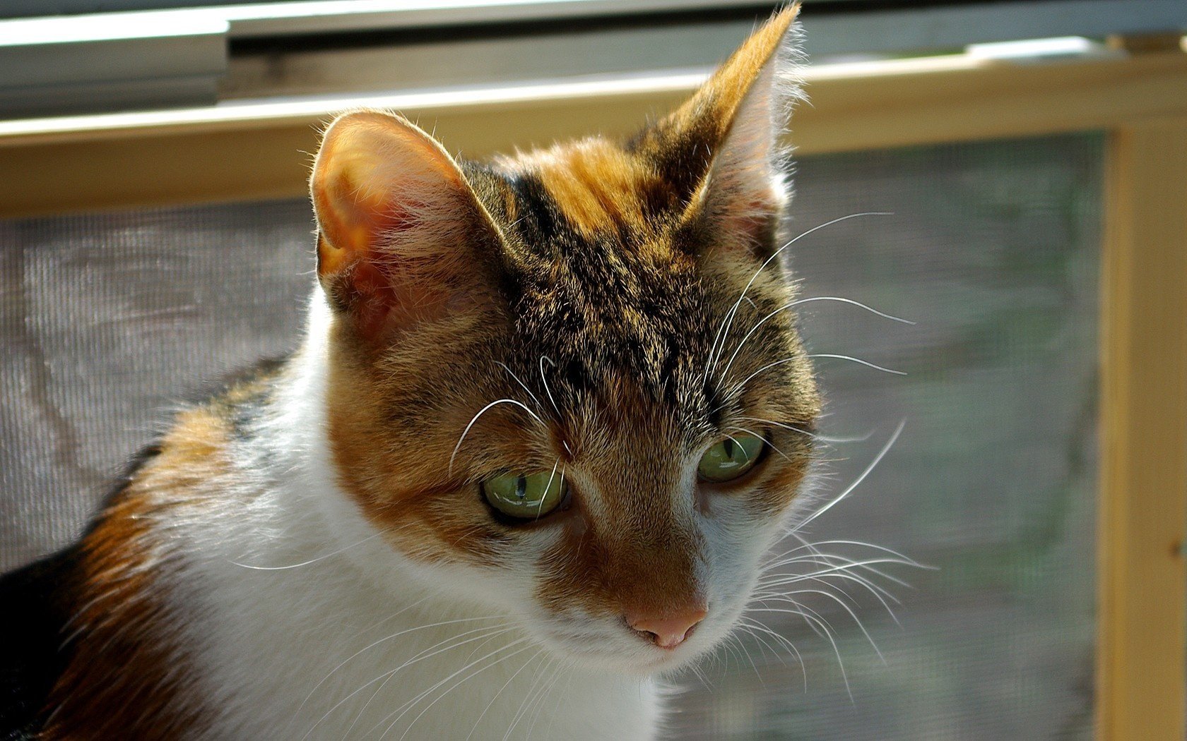 manchas gato ojos verdes animales mirada gato ojos