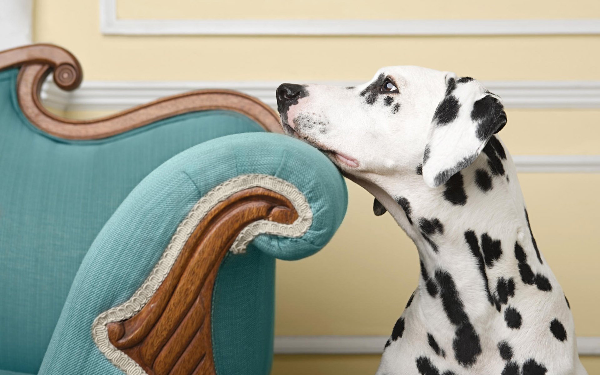 silla azul dálmata vista lejana perros tristeza