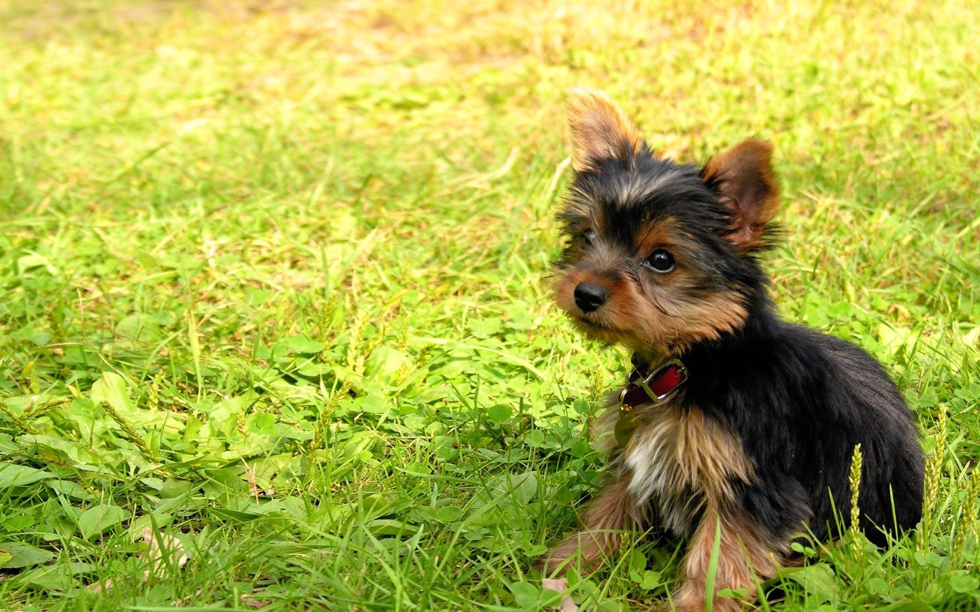 petit chien museau mignon herbe chiens vue chiots