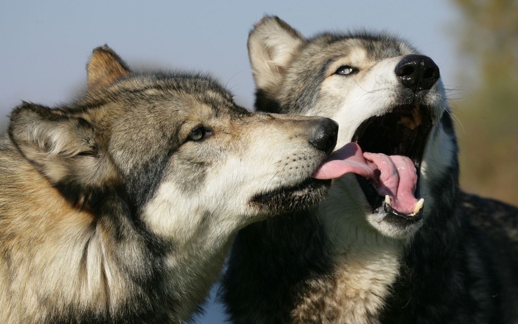 lupi musi pelo grigio gioco