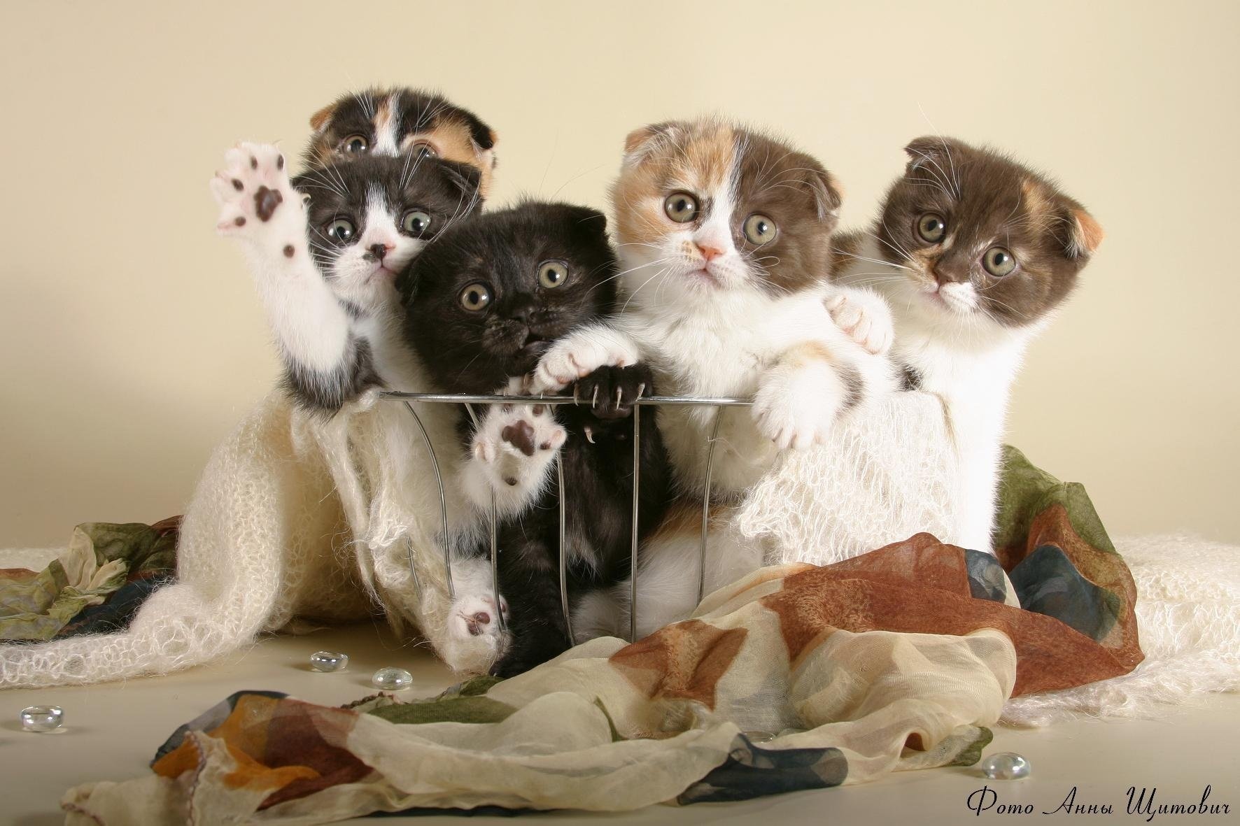 pinned ears kittens basket animals look cat eye