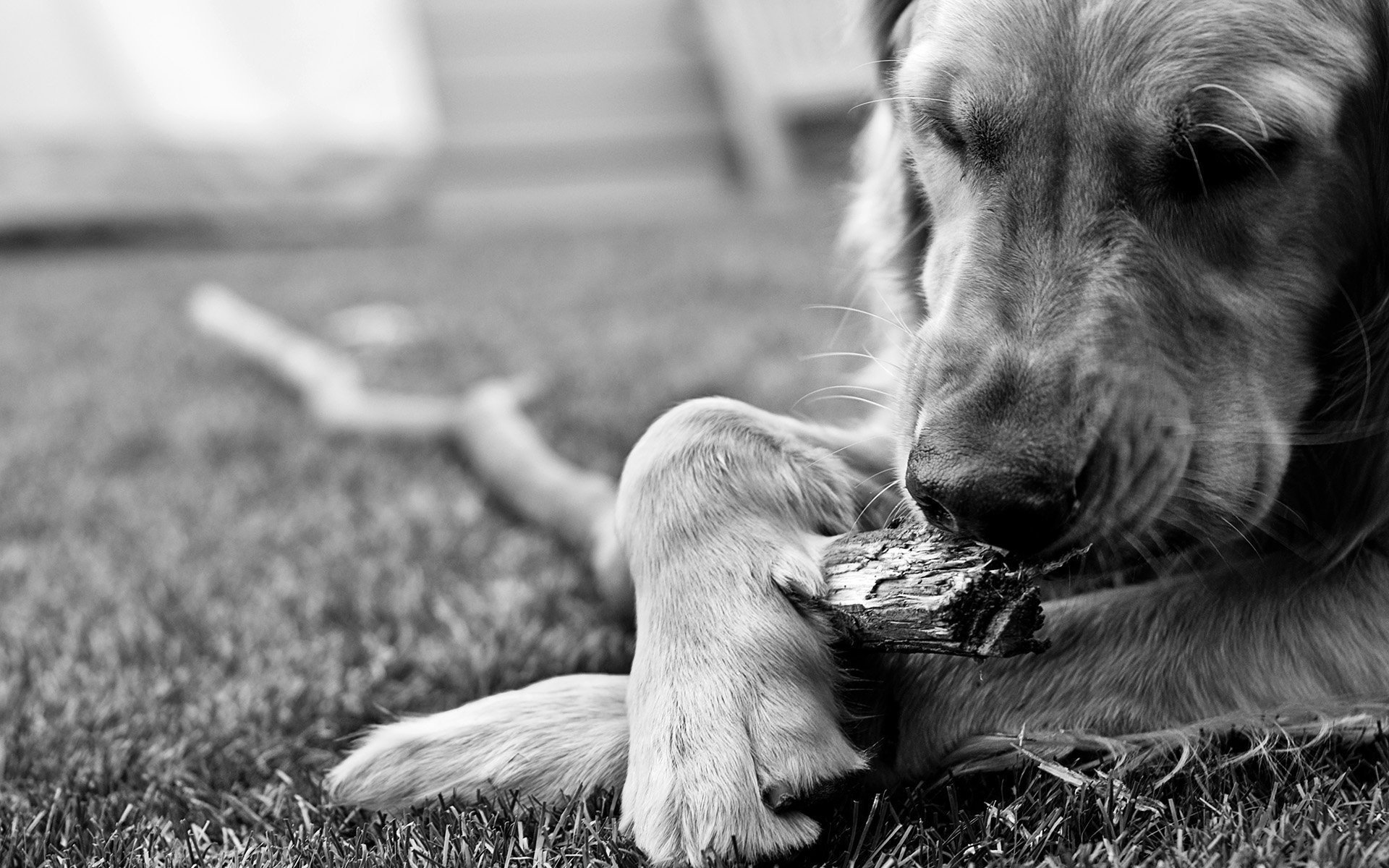 chewing stick dog gra