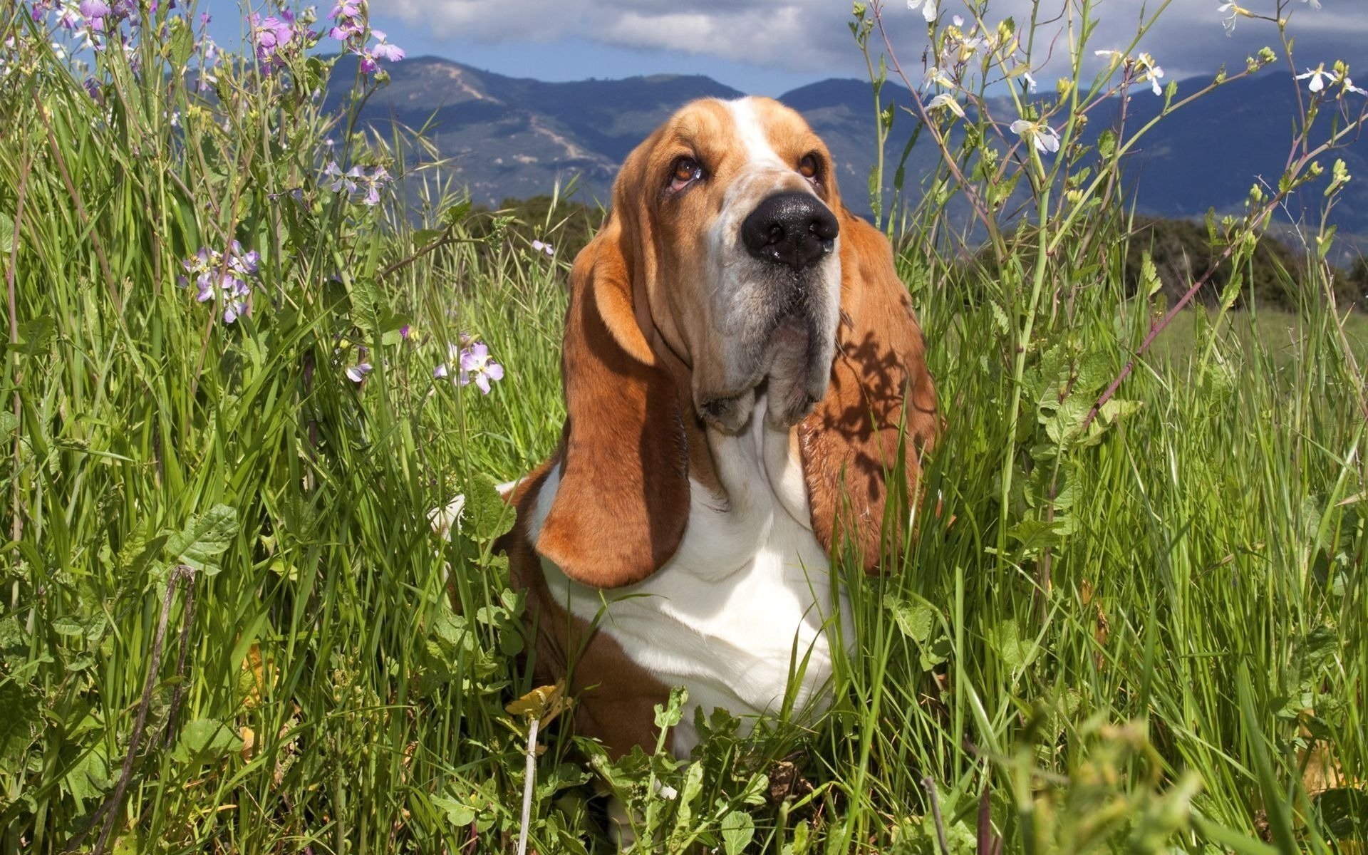 yeux fatigués longues oreilles fleurs longues oreilles journée ensoleillée chiens vue chien montagnes été herbe champ museau nez nuages ciel