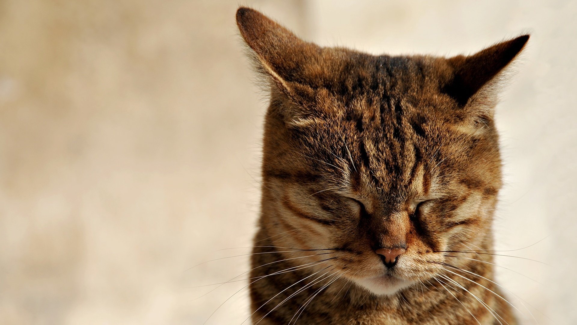 ich habe augen katze ranken tiere schlaf katzen eingeklemmt