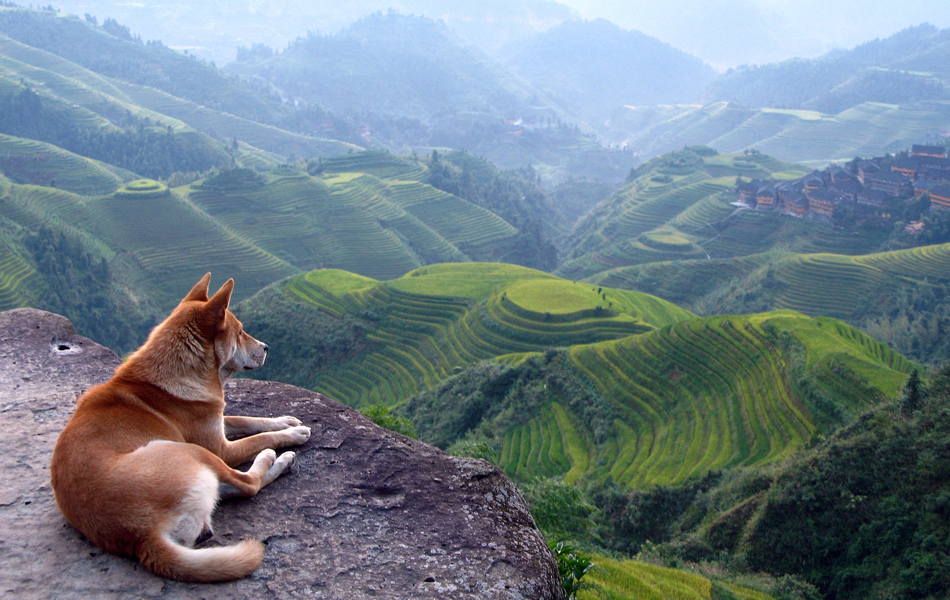 perro en la montaña khlma pelirroja vista en la distancia perros montañas perro perro rojo lealtad soledad amigo vista naturaleza paisaje vegetación árboles altura acantilado roca niebla