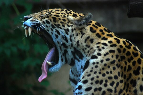 Jaguar se abre la boca y se le cae la lengua