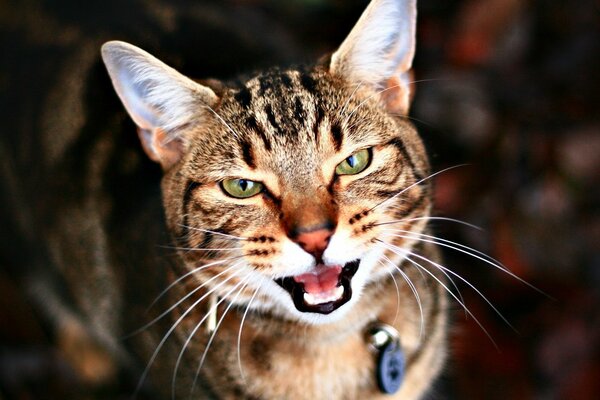 Gestreifte Katze im Halsband