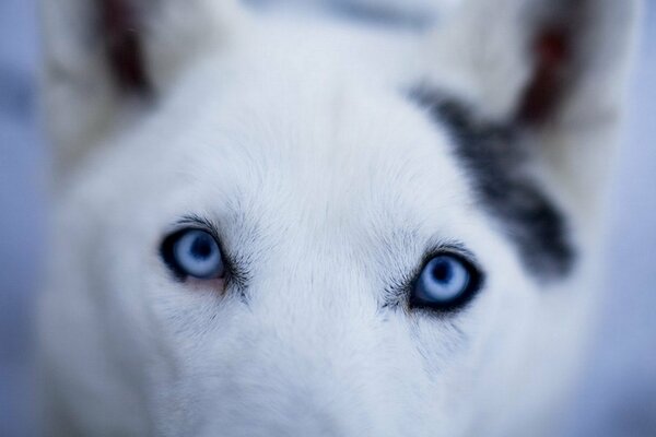 Der eisige blaue Blick eines weißen Hundes