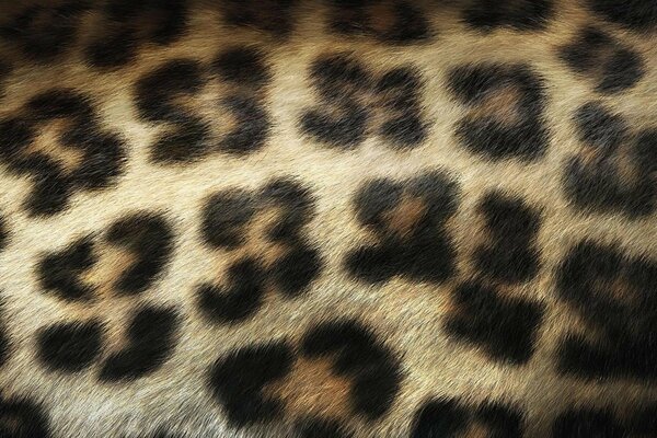 Spots on the leopard skin