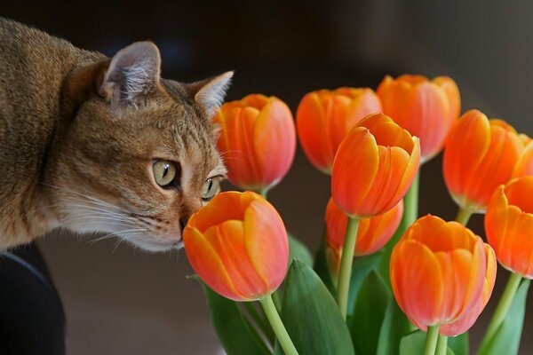 Котик и букет оранжевых тюльпанов