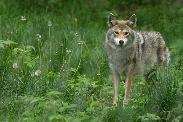 In the wild, in the spring, the gray wolf looks with his piercing gaze