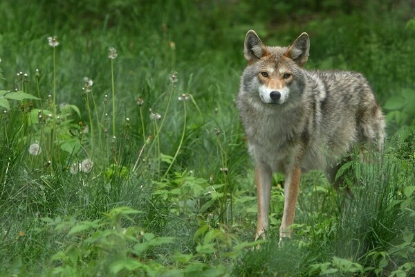 In natura, in primavera, il lupo grigio guarda con il suo sguardo penetrante