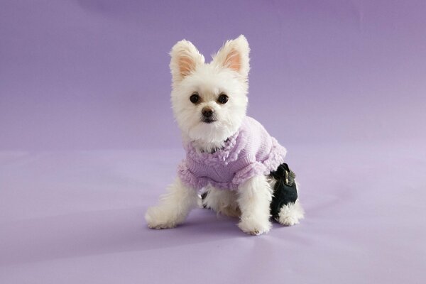 Hi! This is me, a fashionista dog in fashionable clothes