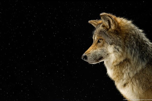 Lobo en el fondo del cielo estrellado