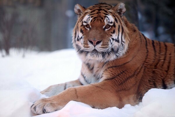 En la nieve yace un tigre rayado