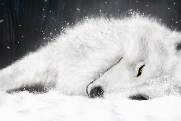 Wolf snow-white fur coat winter