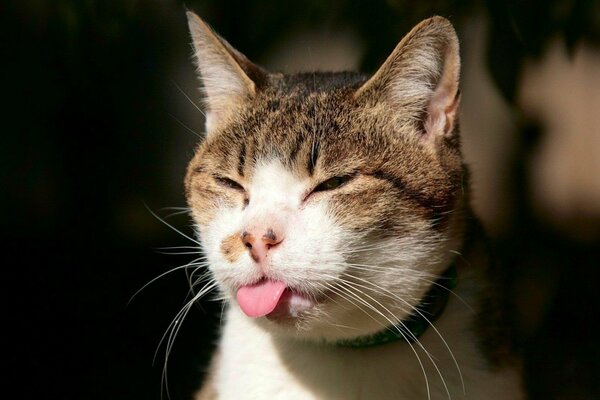 Cat shows pink tongue