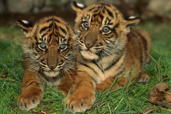 Two tiger cubs like a mushroom-openka