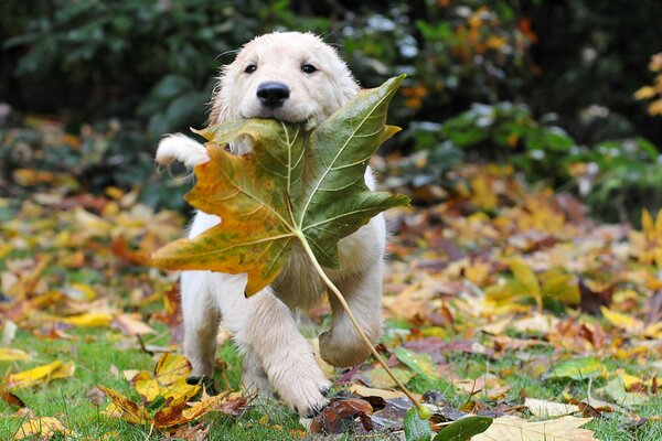 Un chiot avec un museau satisfait joue une feuille d érable