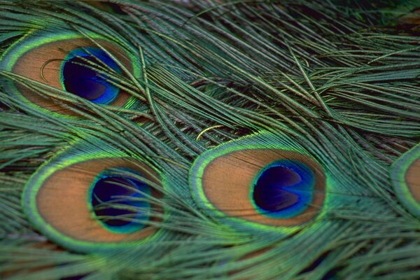 Peacock Feathers macro effect