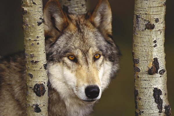 Wolf face with orange eyes and birch trunks