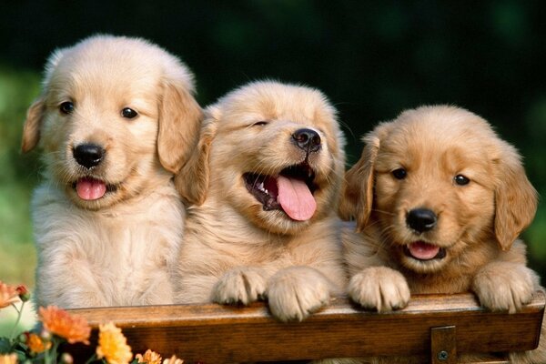 Trois chiots Labrador sur le banc, ce qui pourrait être plus positif