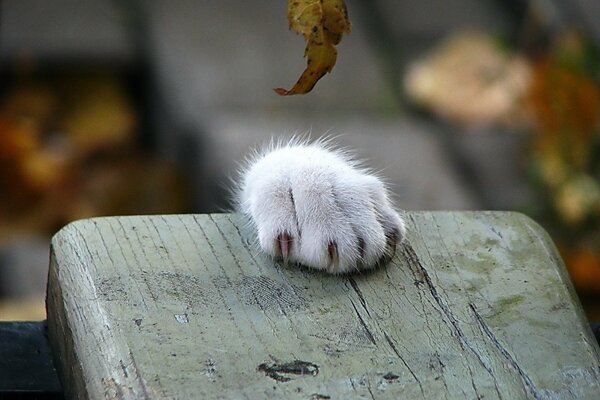 White cat s paw with sharp claws