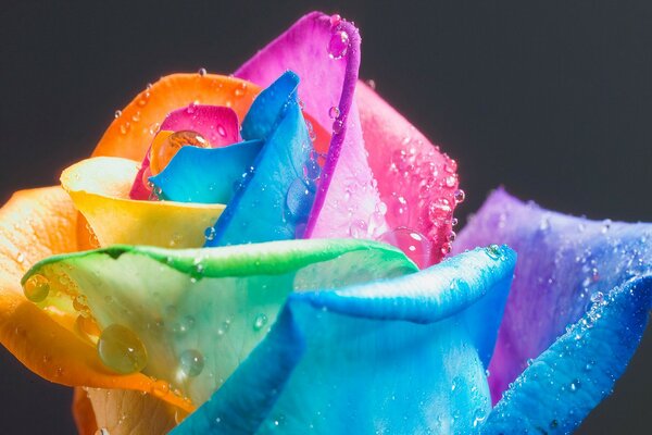 Rose mit bunten Blütenblättern in Tautropfen