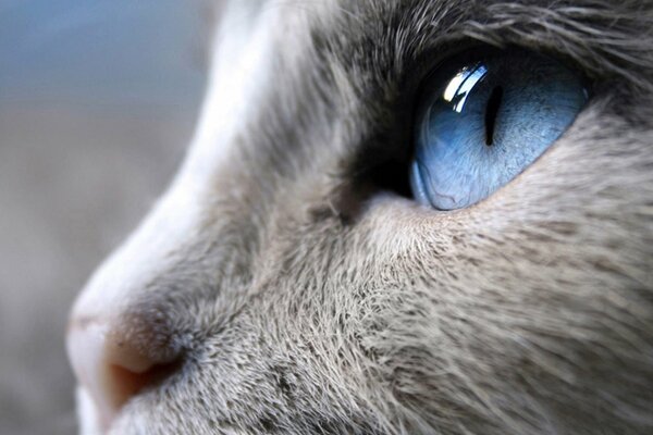Серая кошка с красивыми синими глазами