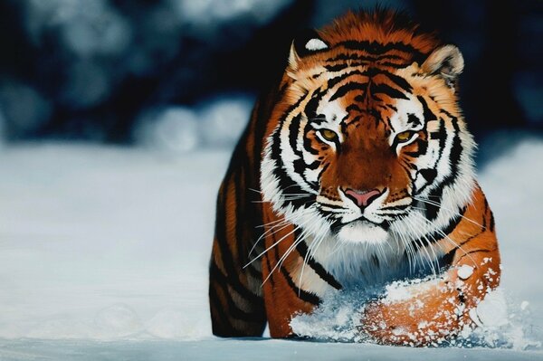 Tigre en mouvement en hiver