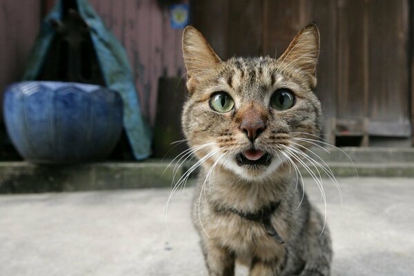 El gato con la lengua fuera quiere agua