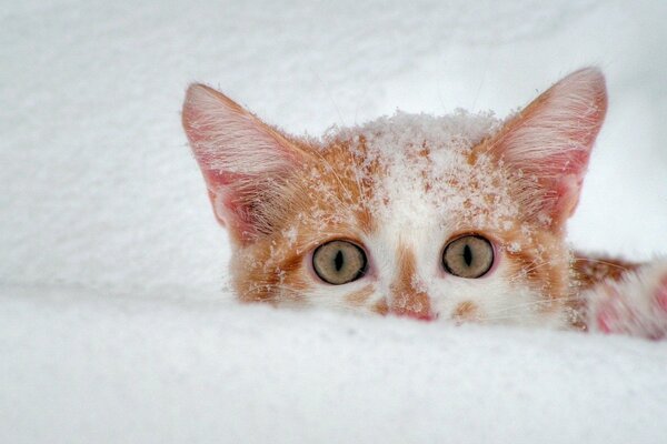 Ein Kätzchen im Schnee schaut wegen einer Schneewehe aus