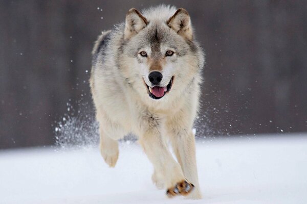 Im Winter läuft ein weißer Wolf mit Geschwindigkeit und starkem Blick durch den Schnee