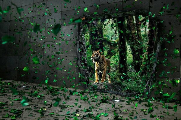 The tiger comes out of the thicket through a hole in the wall