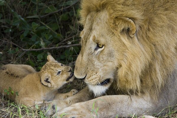 Papá León con cachorro de León yace en la hierba