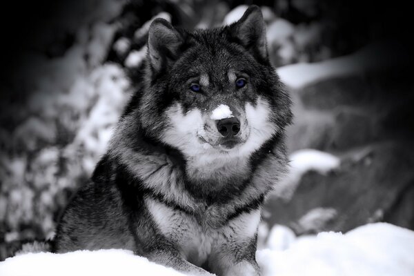 Ein blauäugiger Wolf liegt im Schnee