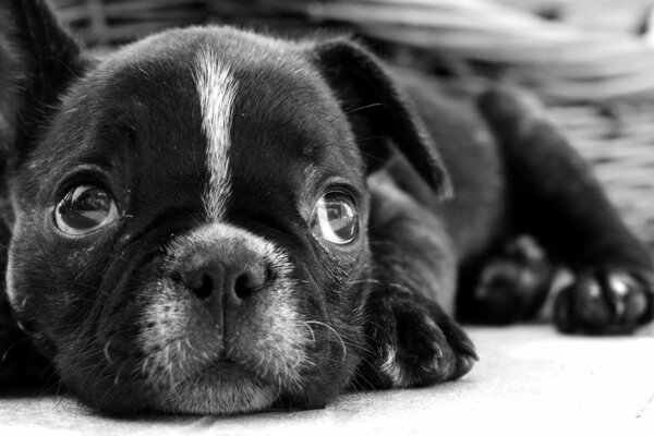 A French bulldog with black fur and a stripe on his face , with kind eyes is such a cutie