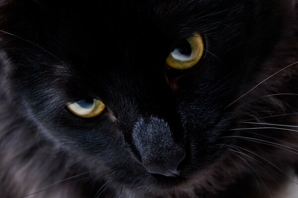 Black cat with yellow eyes