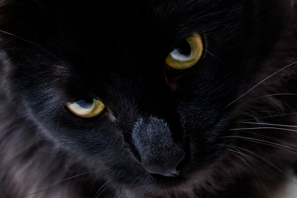 Чёрная кошка с желтыми глазами