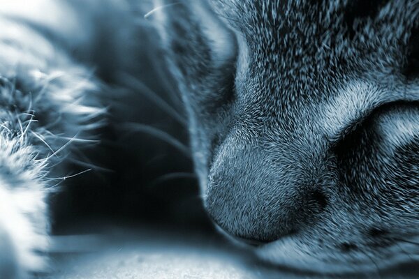 Faccia di gatto addormentato grigio