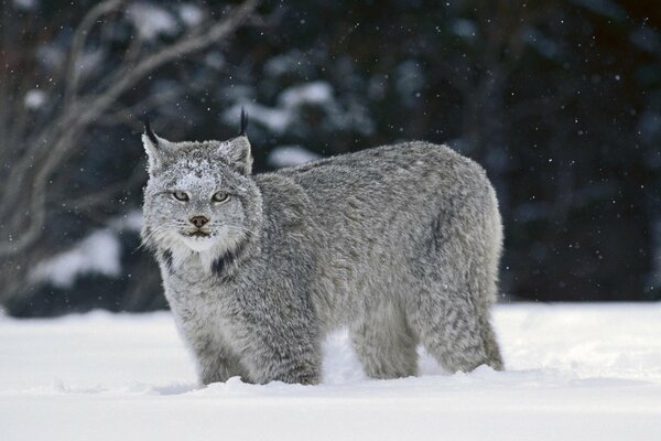 A gray fluffy lynx is standing in snowdrifts