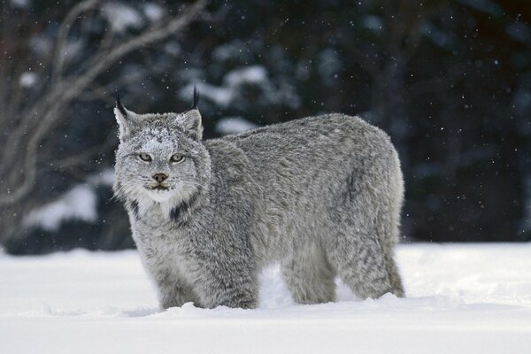 Lynx duveteux gris se tient dans les dérives