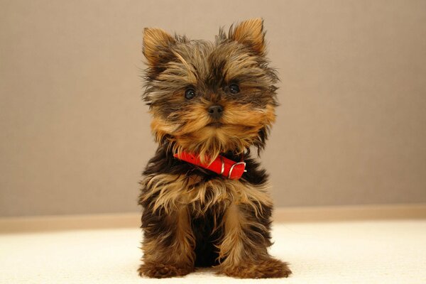 Cachorro con collar rojo