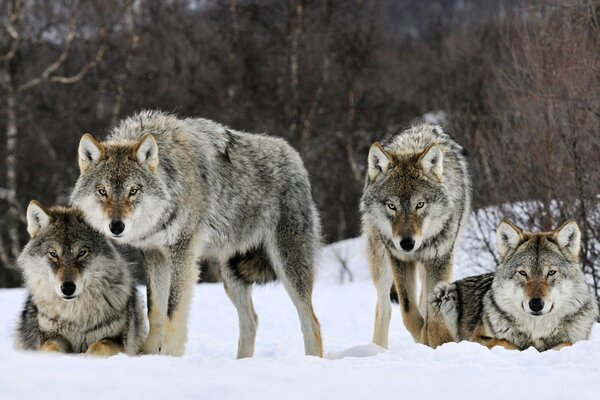 A pack of gray wolves in the snow