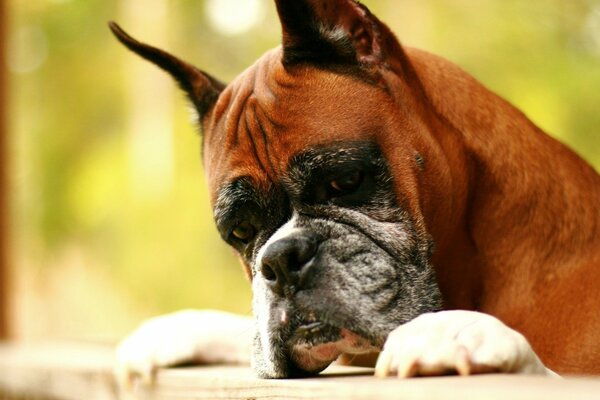 An adult boxer dog looks into the distance