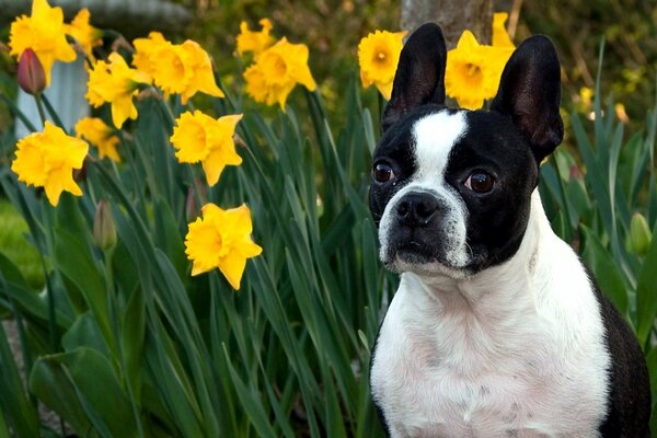 An interesting dog next to daffodils